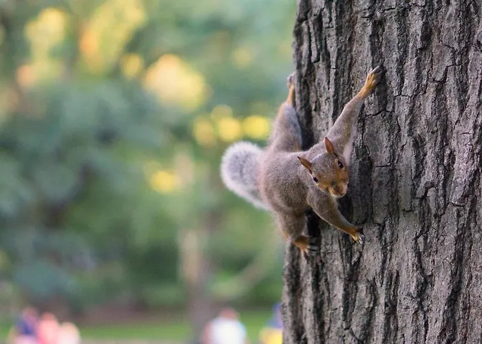 Midas - Borov Park Apartment *